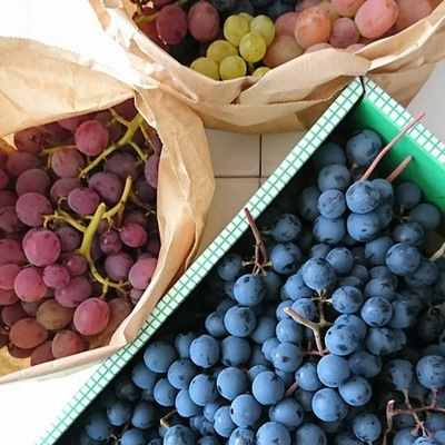 色とりどりの葡萄が箱や袋に入ってます！