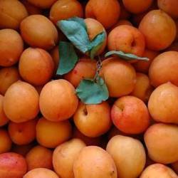 生のもも杏が箱の中いっぱいに