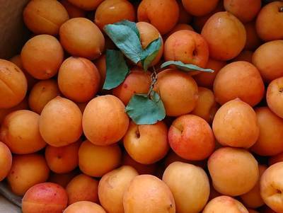 生のもも杏が箱の中いっぱいに