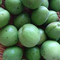 青い南高梅が笊の上に並んでいます