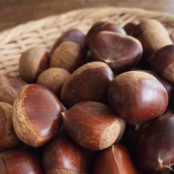 笊にたくさんの栗が盛られています