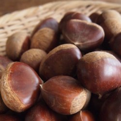 笊に沢山の生栗が盛られています