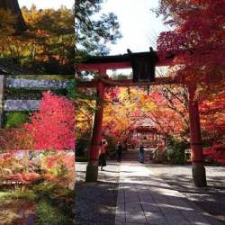 神社の鳥居と紅葉の風景