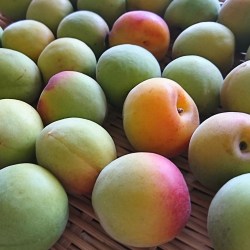 笊の上に青梅が並んでいます。