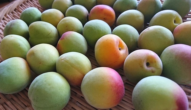 笊の上に青梅が並んでいます。