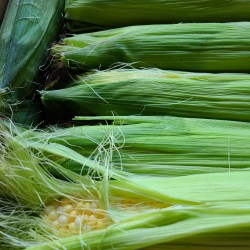 もぎたてのトウモロコシがぎっしり箱に並んでいます。