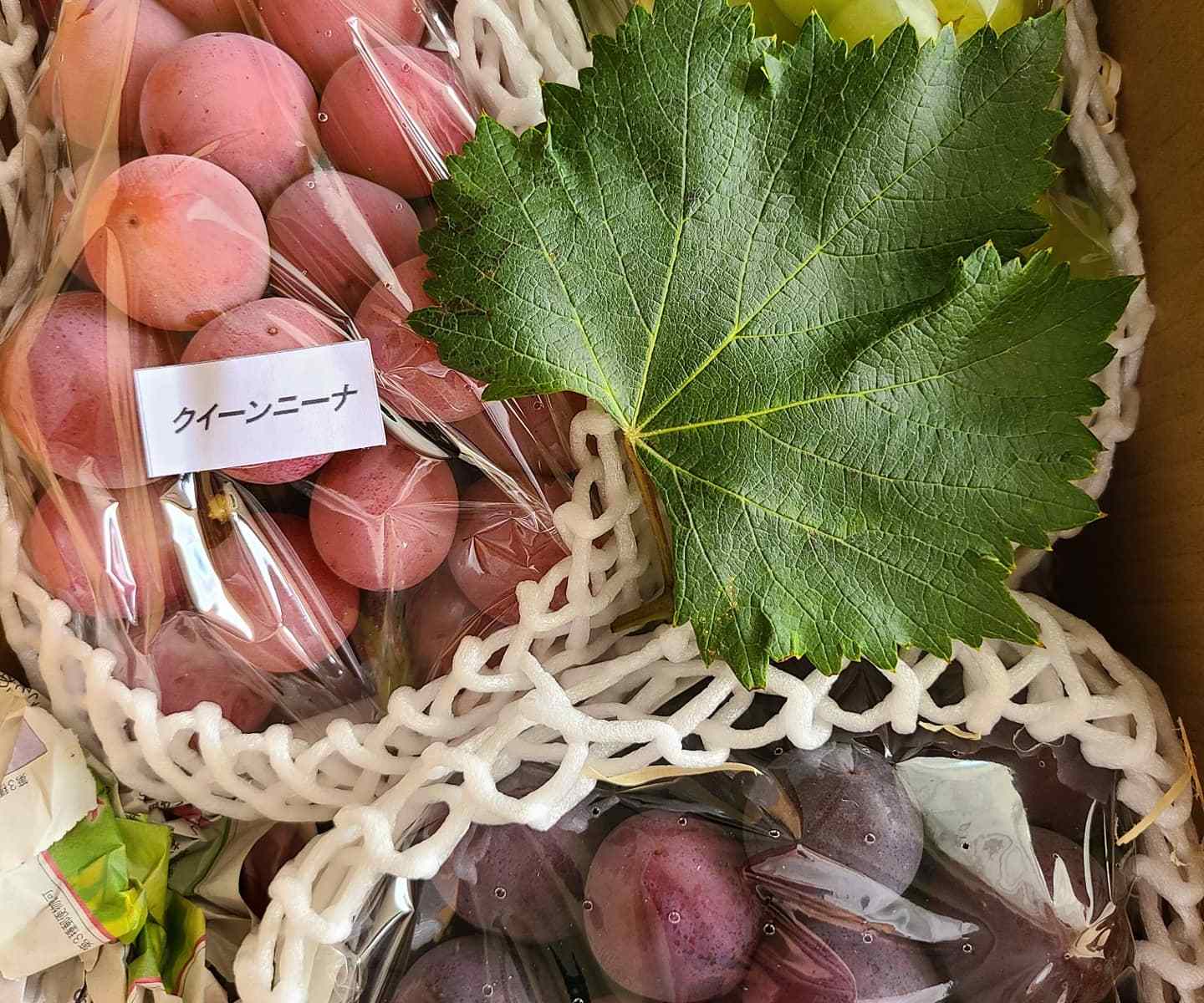 だいじに包まれた3種の葡萄たちが葡萄葉と共に。