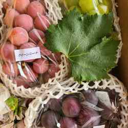 だいじに包まれた3種の葡萄たちが葡萄葉と共に。