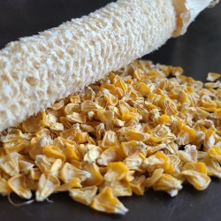 ドライにしたとうもろこしの実と芯