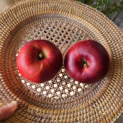 平らな籠の中に真っ赤な林檎が２つ並んでいます。