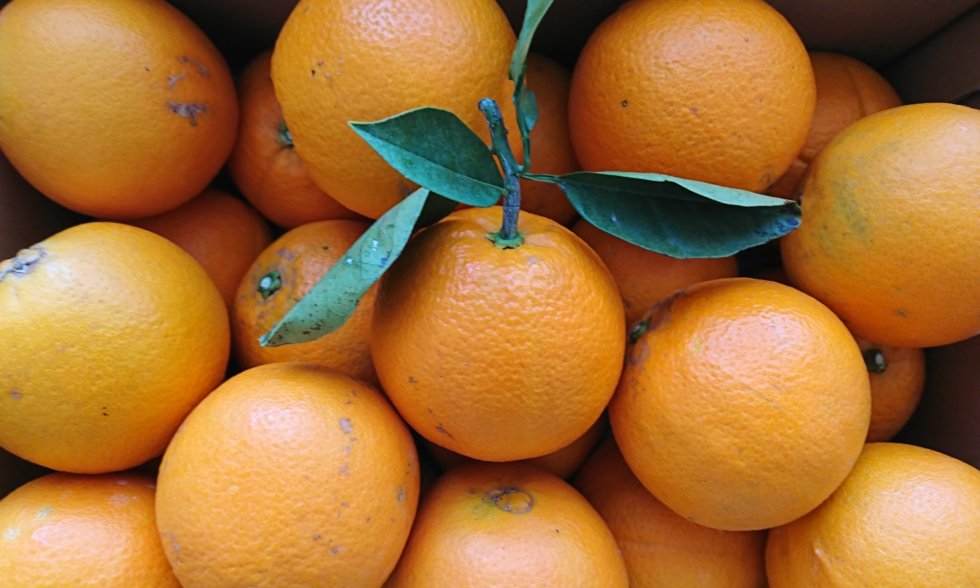 新鮮なネーブルがいっぱい積まれています