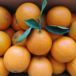 新鮮なネーブルがいっぱい積まれています