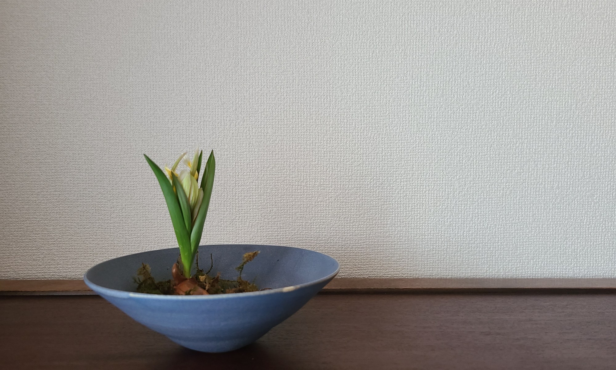 陶器に小さなチューリップを