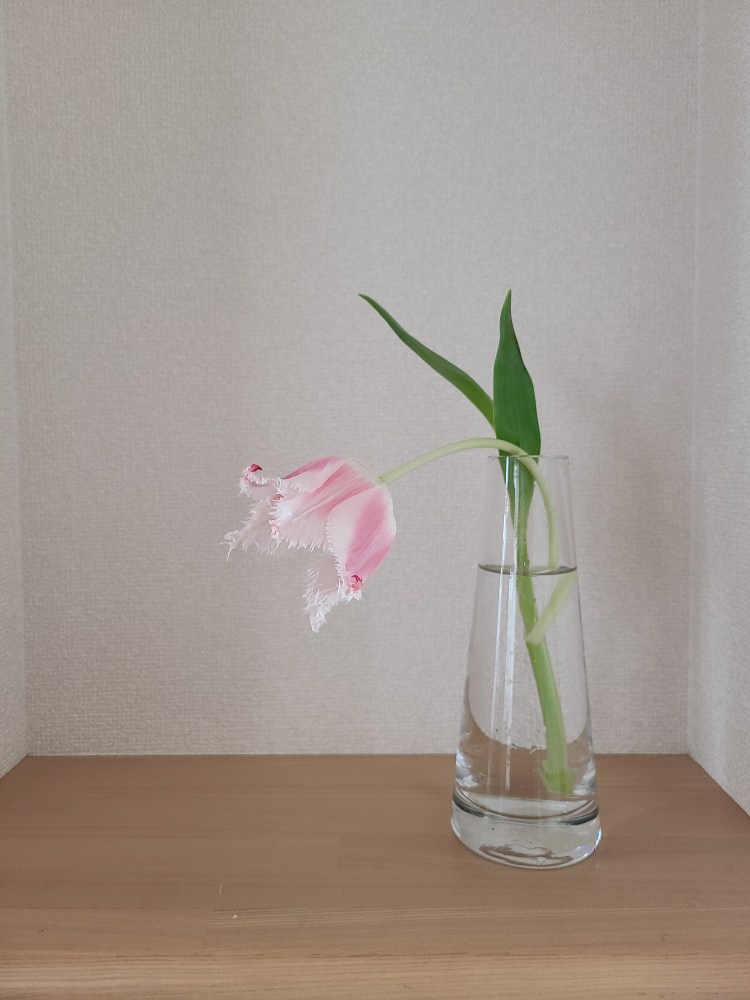 ガラスの花器に一輪のチューリップが活けてあります。