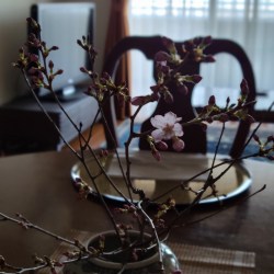 テーブルに設えた桜が開花