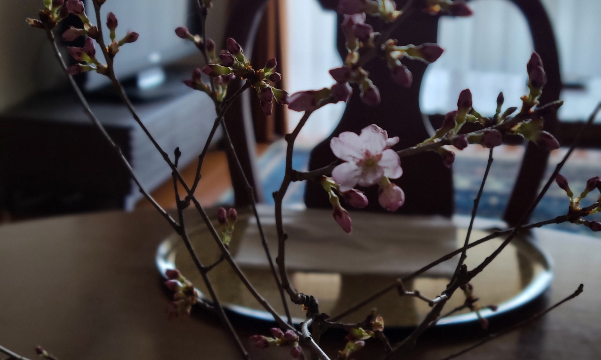 テーブルに設えた桜が開花