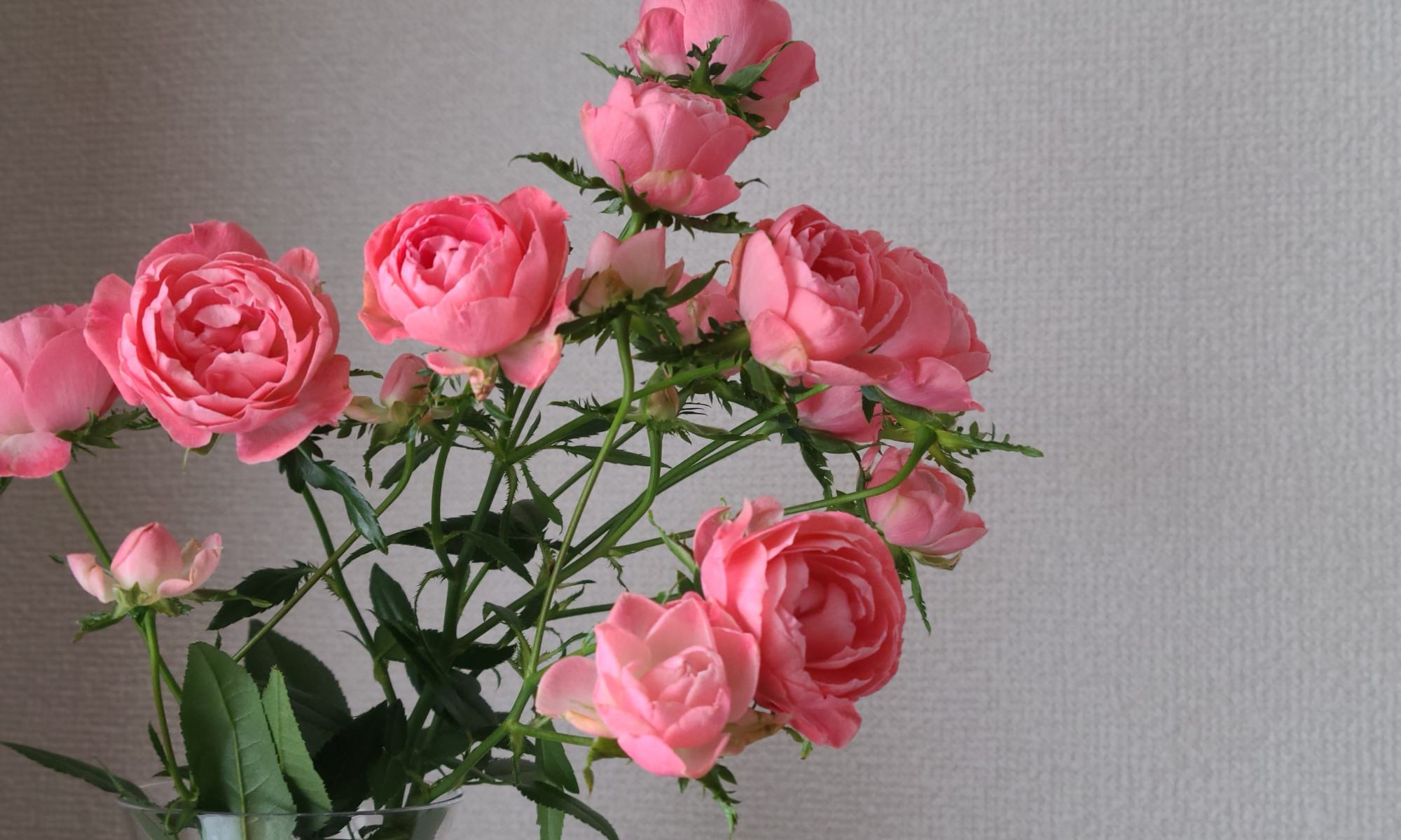 花瓶に入ったピンクの薔薇がたわわに咲いている