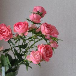 花瓶に入ったピンクの薔薇がたわわに咲いている