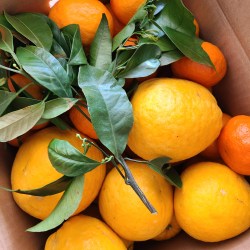 ダンボールに入った沢山のオレンジたち