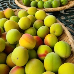 笊の上にたくさんの青梅が盛られています。