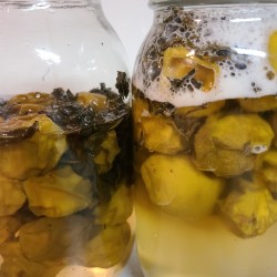 発酵し始めた瓶の中の茶梅たち