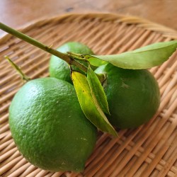 笊の上に葉付きのレモン３コ