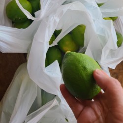 香り高い青々したレモンを袋から取り出し