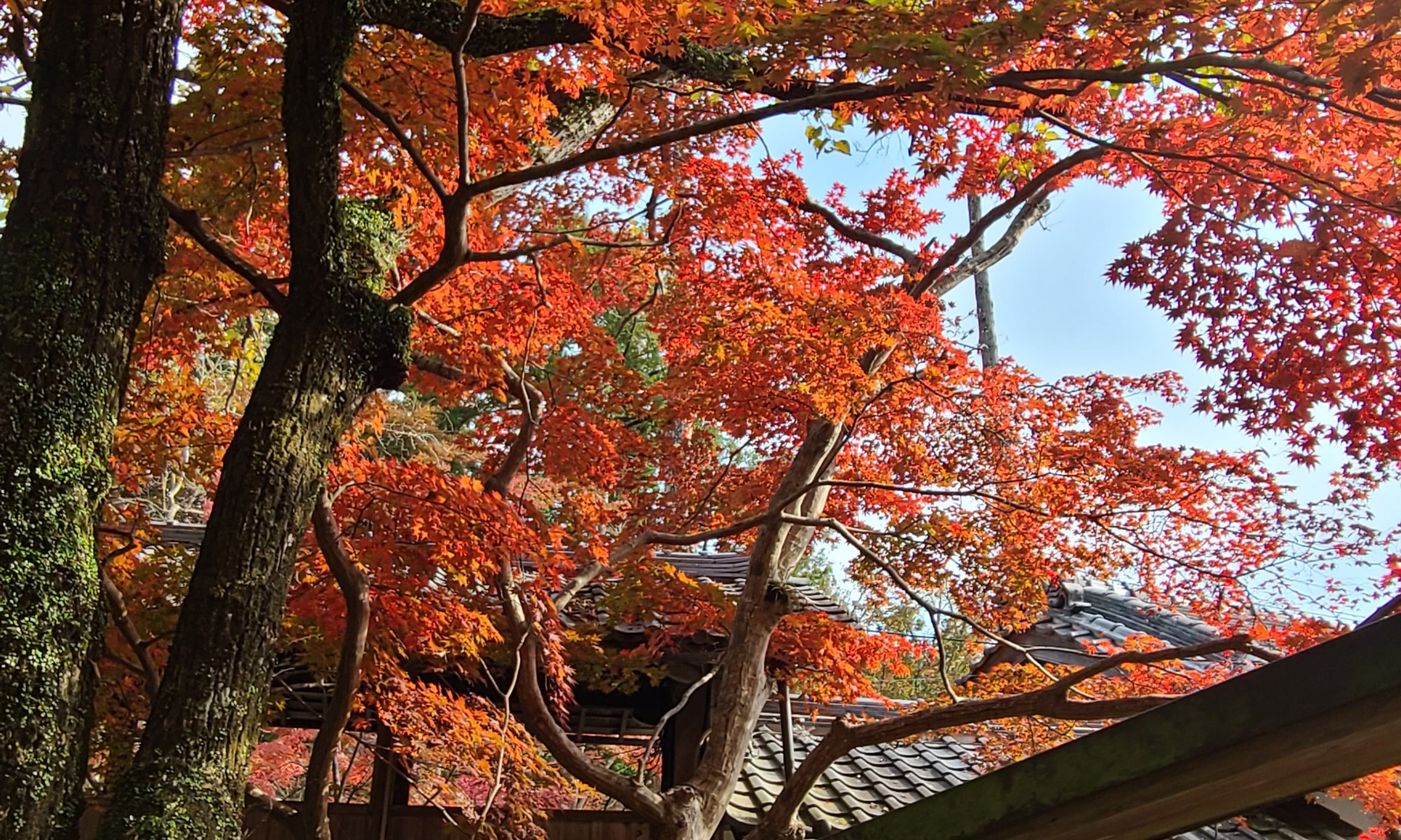 お寺の紅葉風景