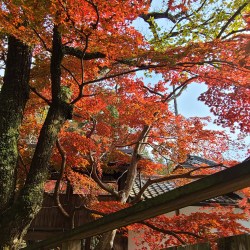 お寺の紅葉風景