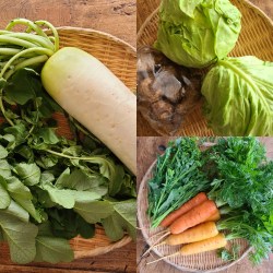 笊の上に大根ニンジン春キャベツなどが盛られています