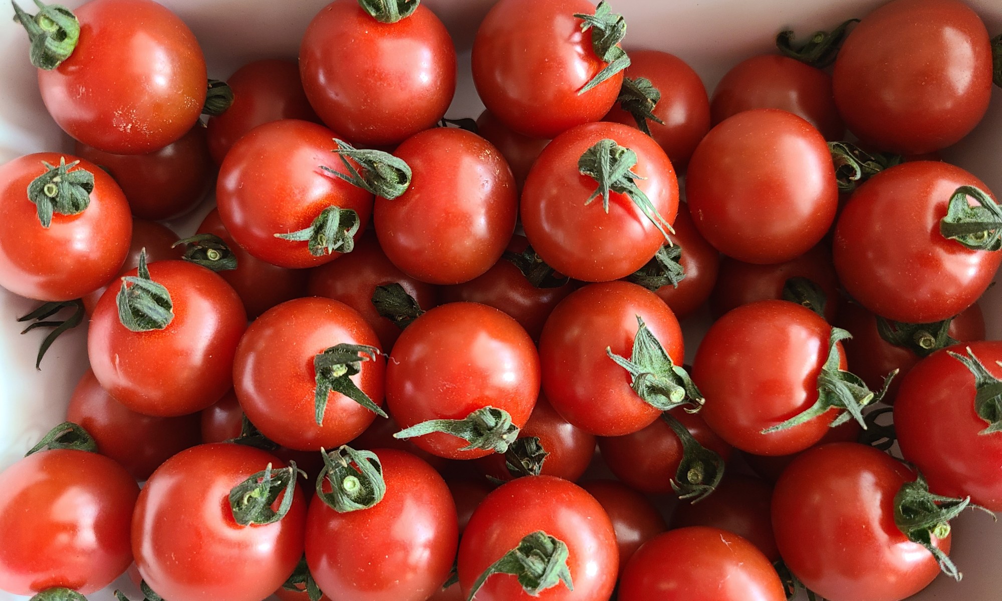 豊橋のプチトマト