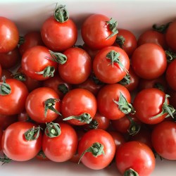 豊橋のプチトマト