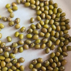 白皿の上に生緑豆が並んでいます