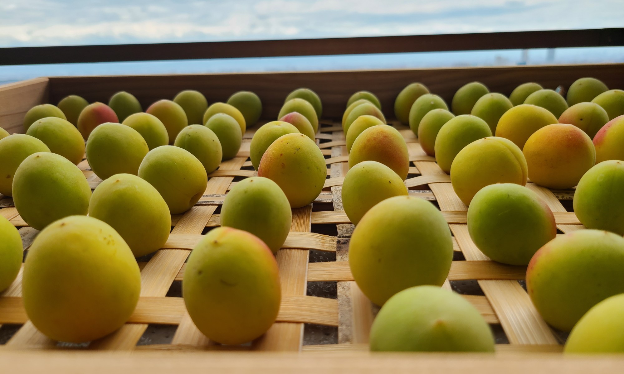 竹笊に梅が並んでいます