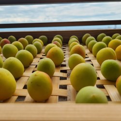 竹笊に梅が並んでいます