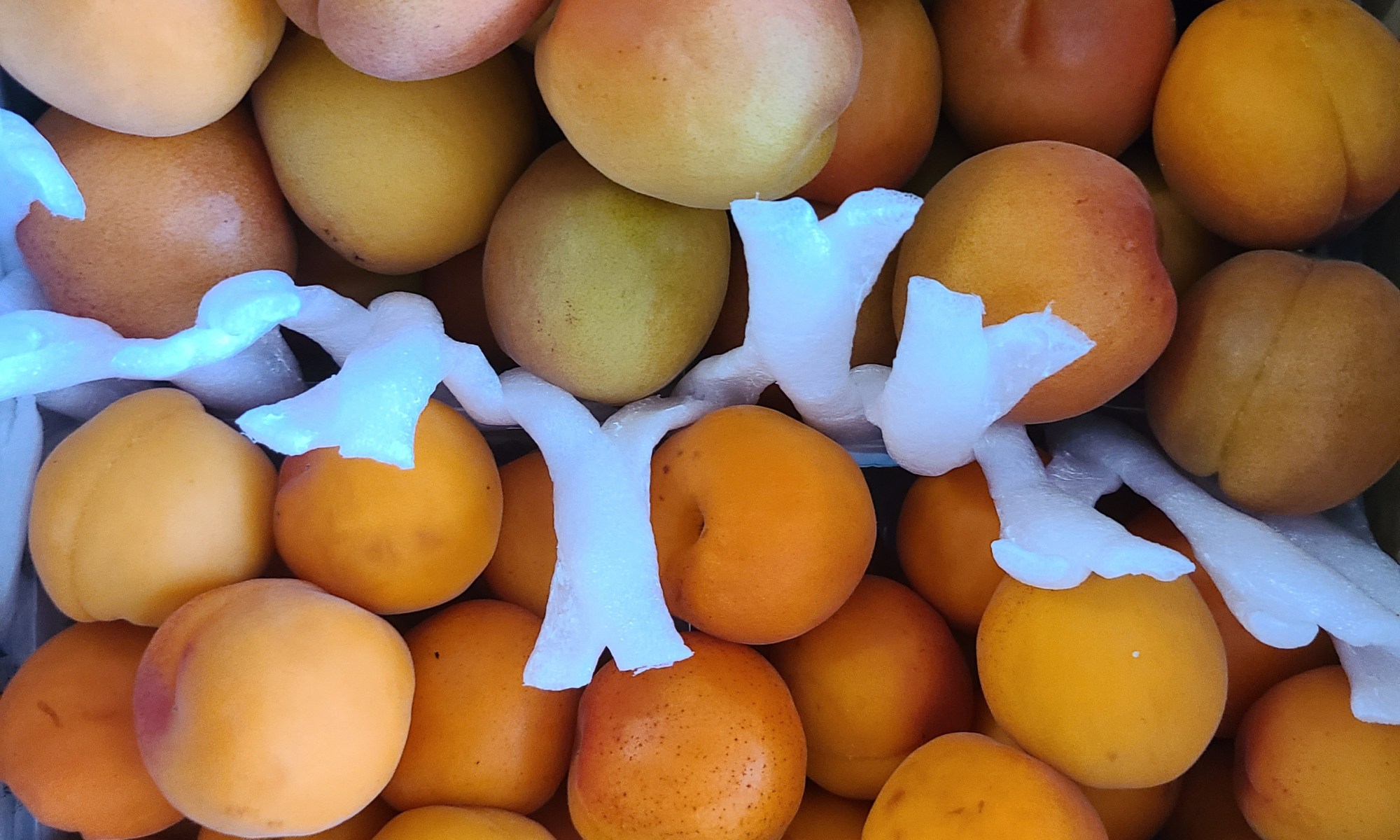 2種類の杏が箱にぎっしり