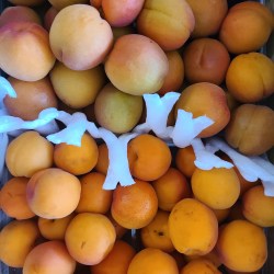 2種類の杏が箱にぎっしり