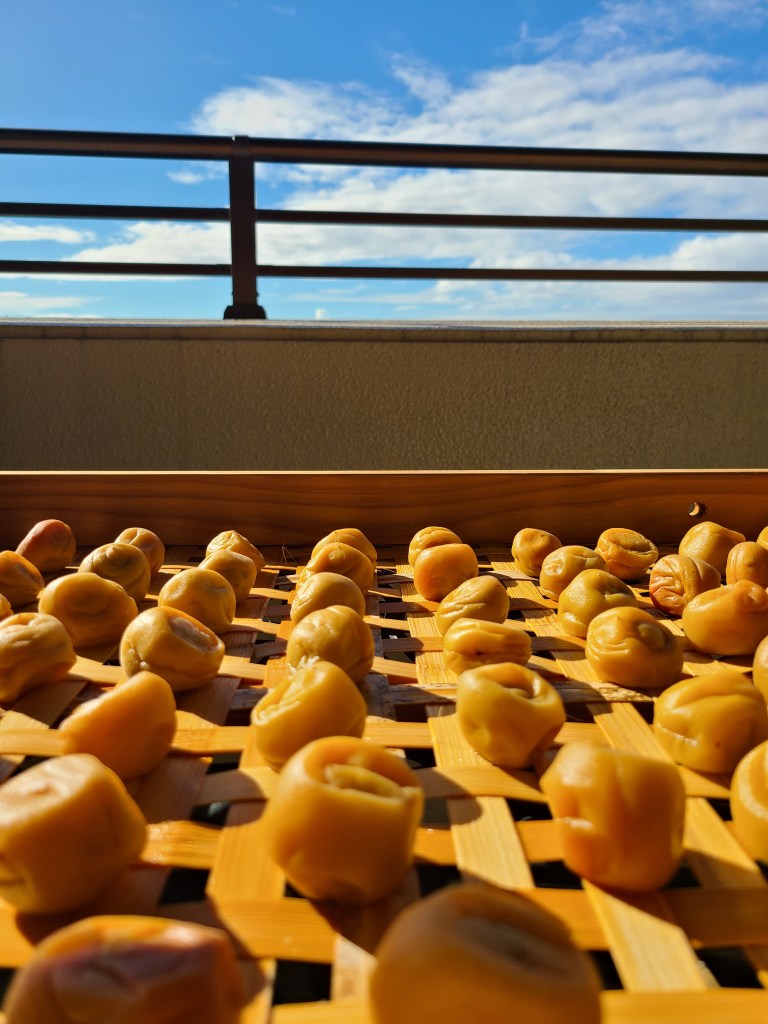 笊の上に梅が並び日光浴