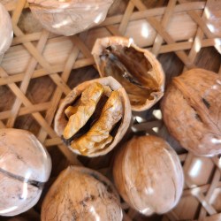 殻を半割りした胡桃