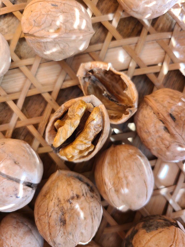 殻を半割りした胡桃