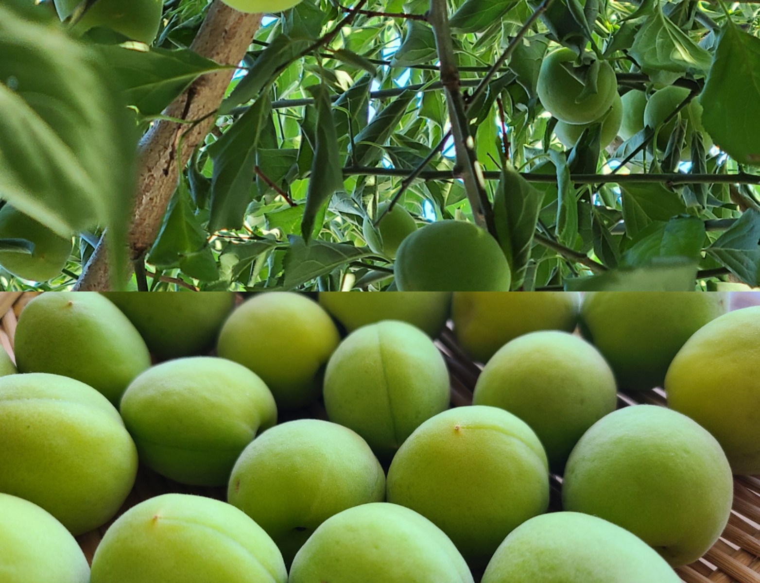 たわわに実っている梅の木