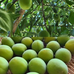 たわわに実っている梅の木