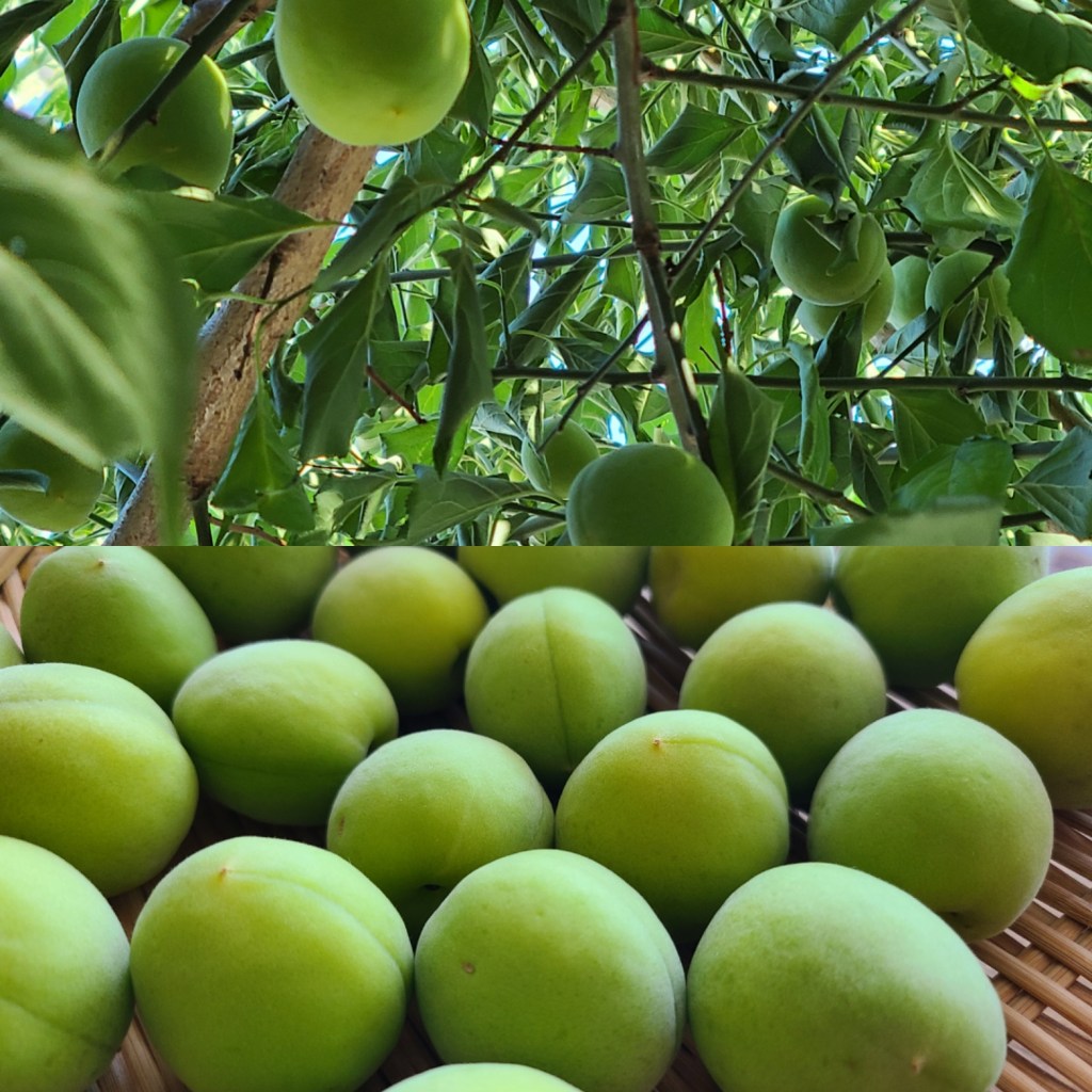 たわわに実っている梅の木